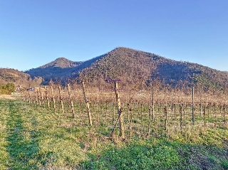 zoom immagine (Terreno 3950 mq, zona Galzignano Terme)